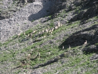 Bighorn Herd